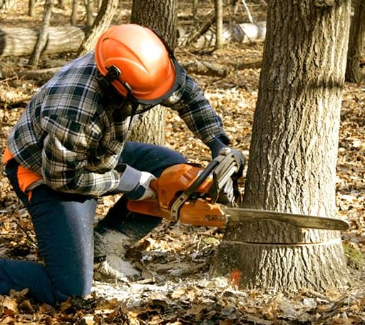 Tree Removal in Bethune, SC